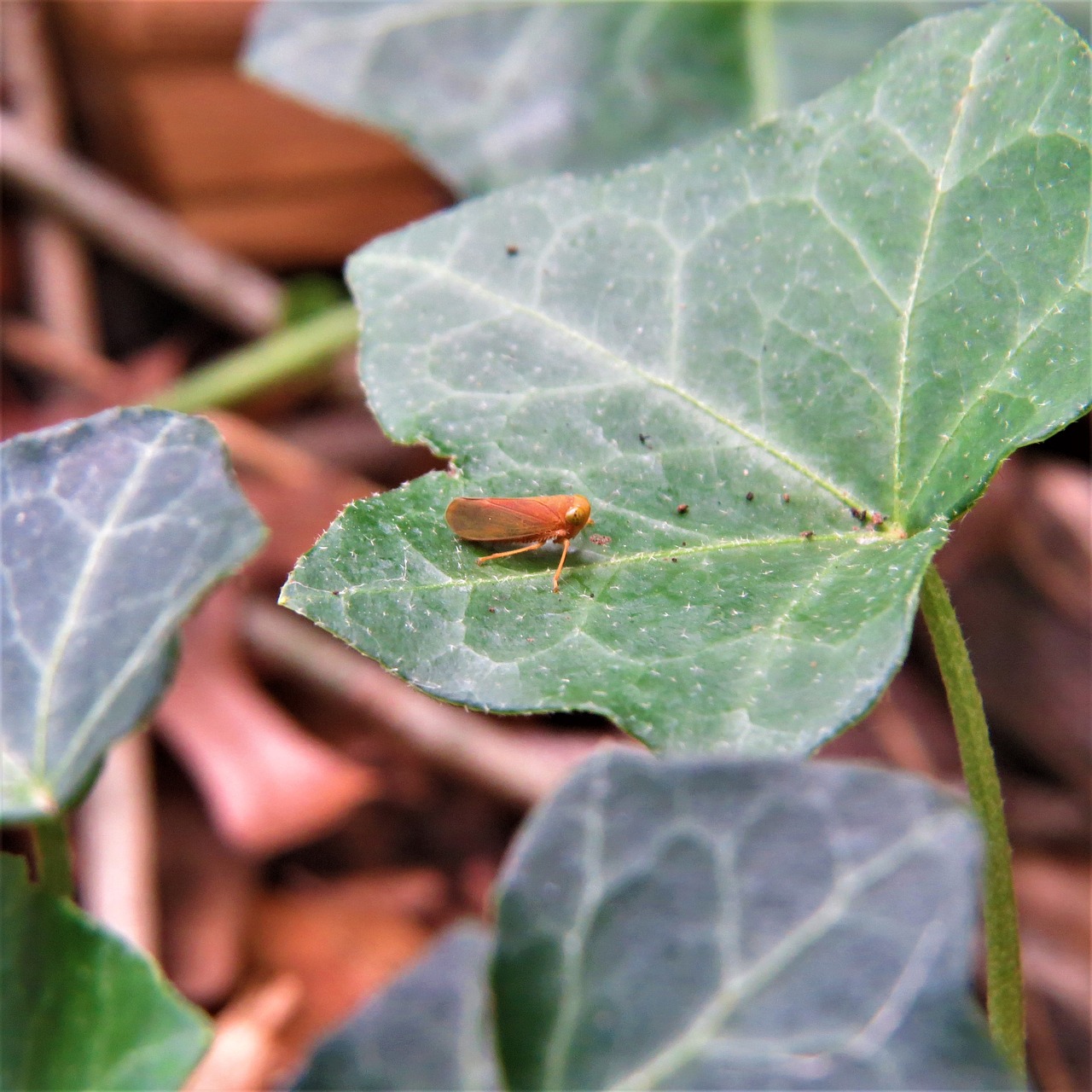 Image - macro insect orange ivy green