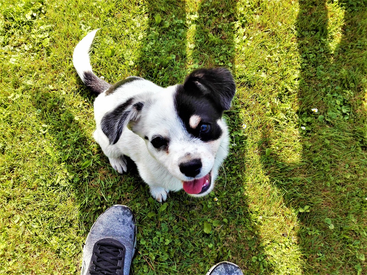 Image - puppy already grass black and white