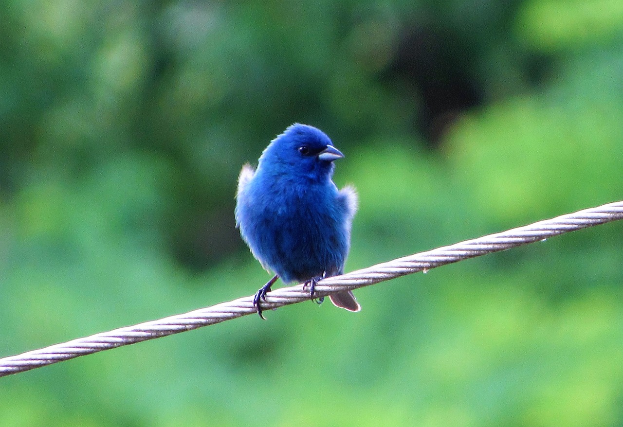 Image - blue bird avian