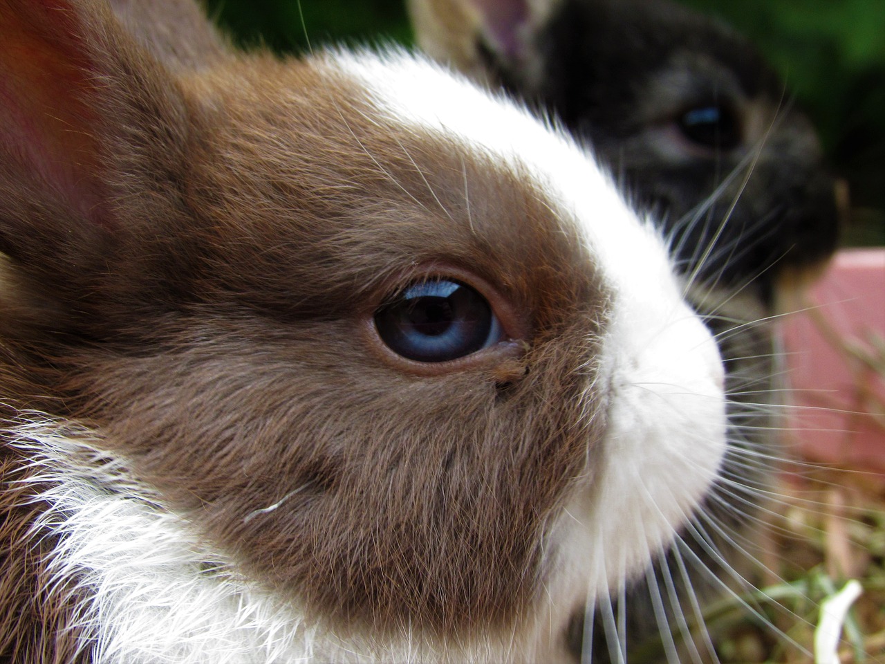 Image - rabbit netherland dwarf cute