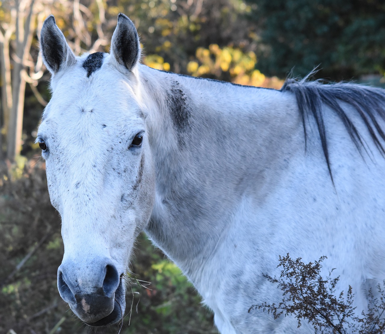 Image - equine meek dapple four legged