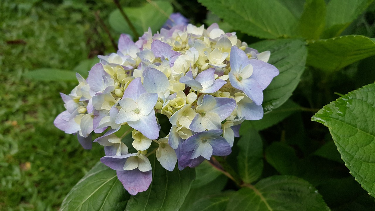 Image - hydrangea lavender spring natural