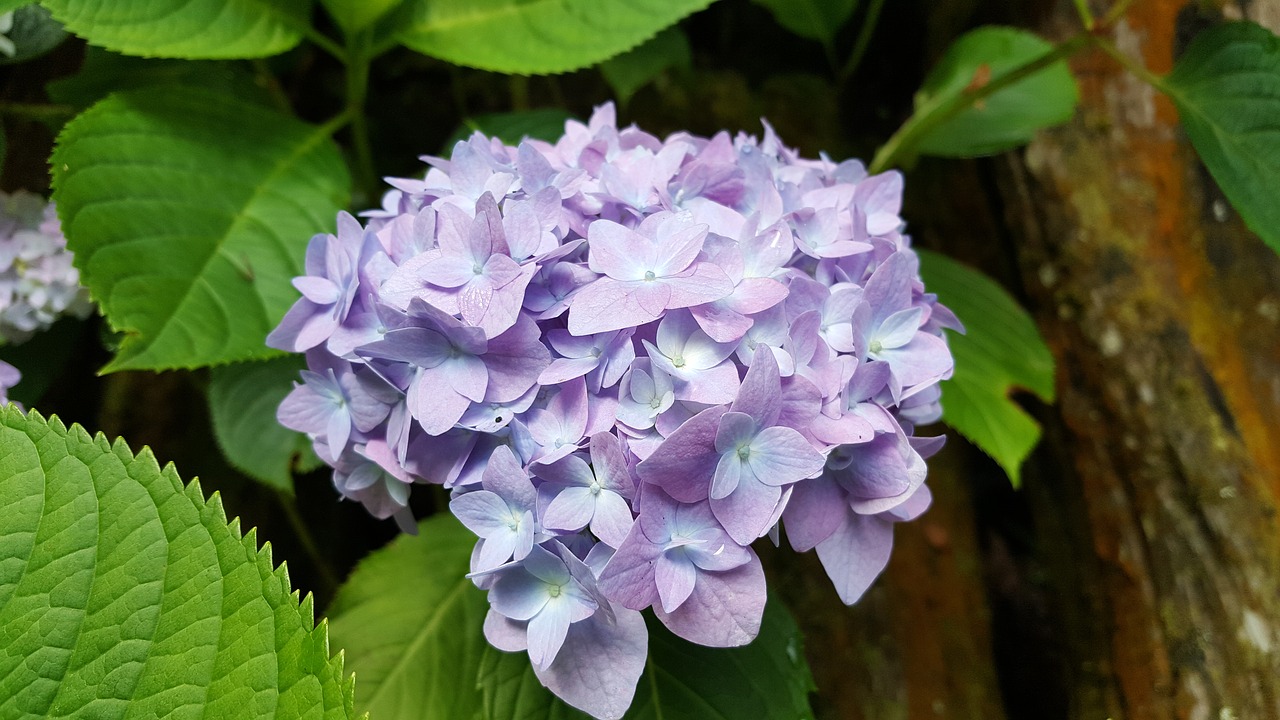 Image - hydrangea lavender spring natural