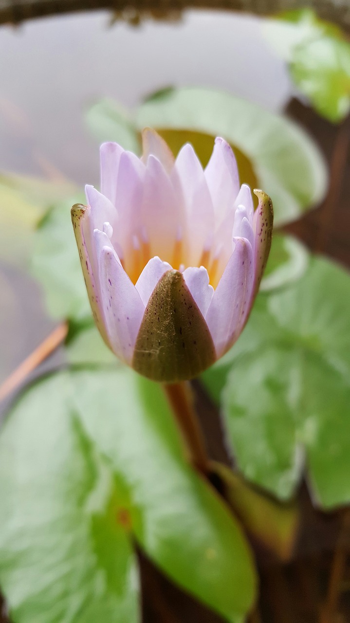 Image - lotus lavender natural plant