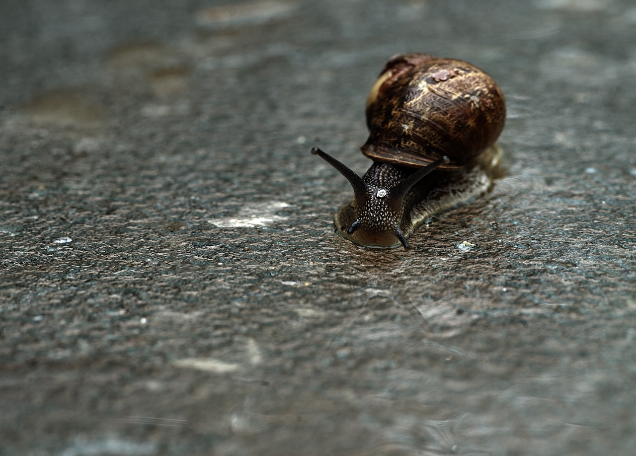 Image - snail macro gastropod nature slimy