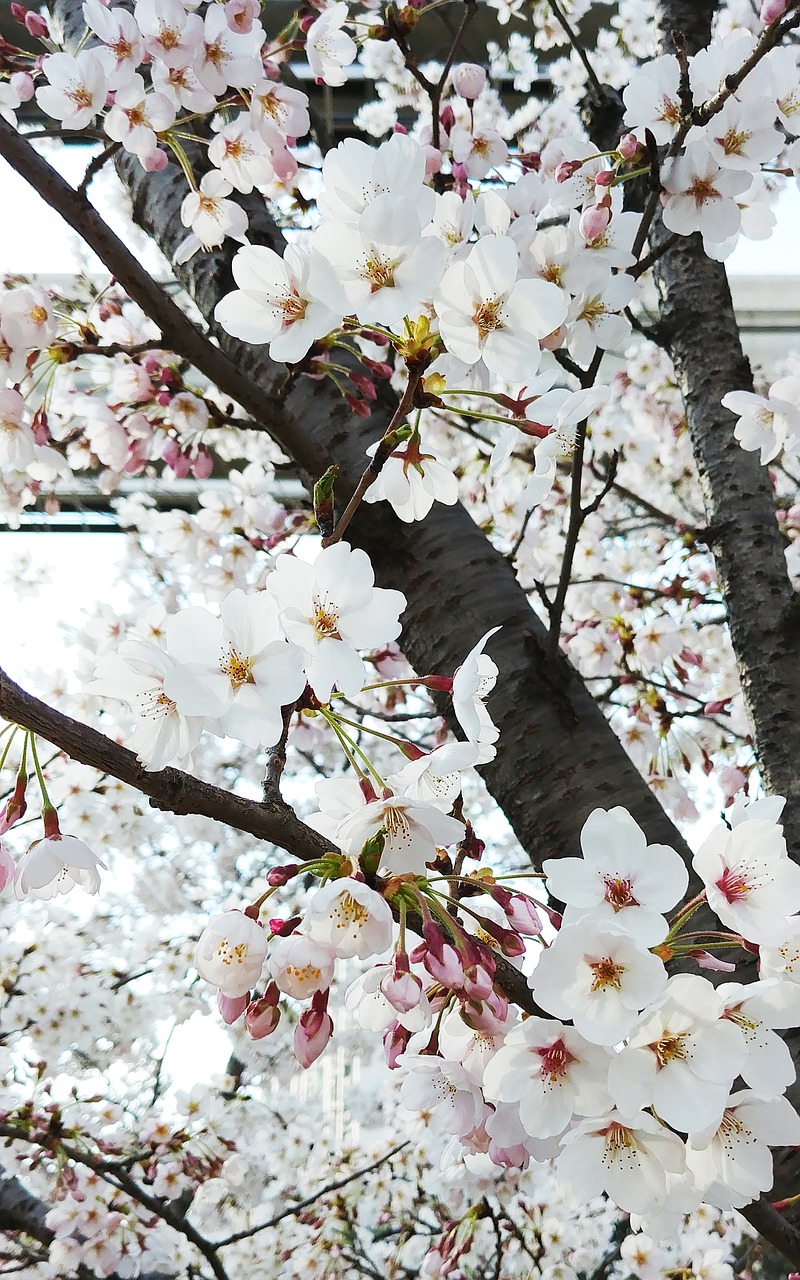 Image - beoc flowers flowers wood