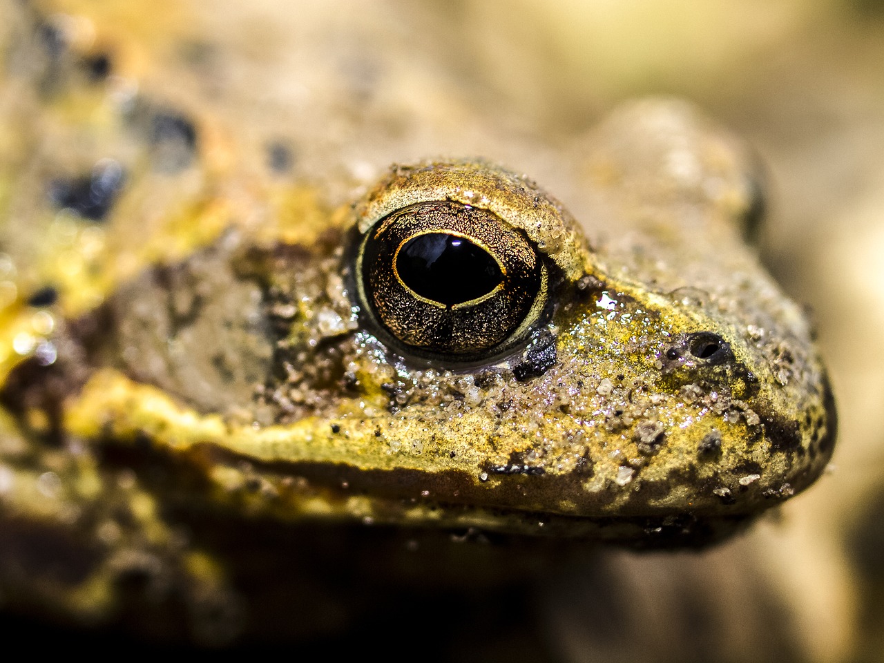 Image - frog common frog amphibians nature