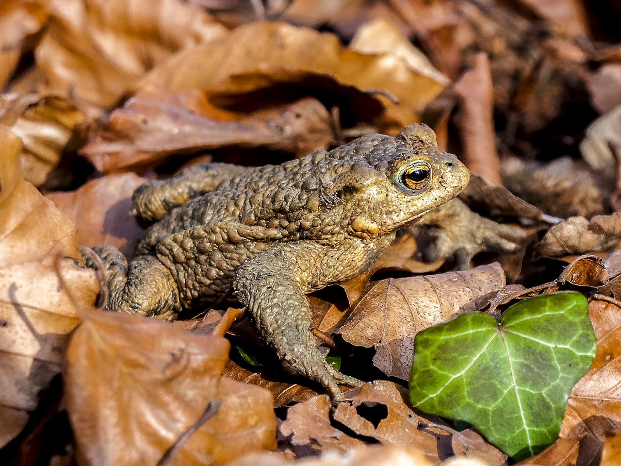 Image - common toad toad amphibians nature