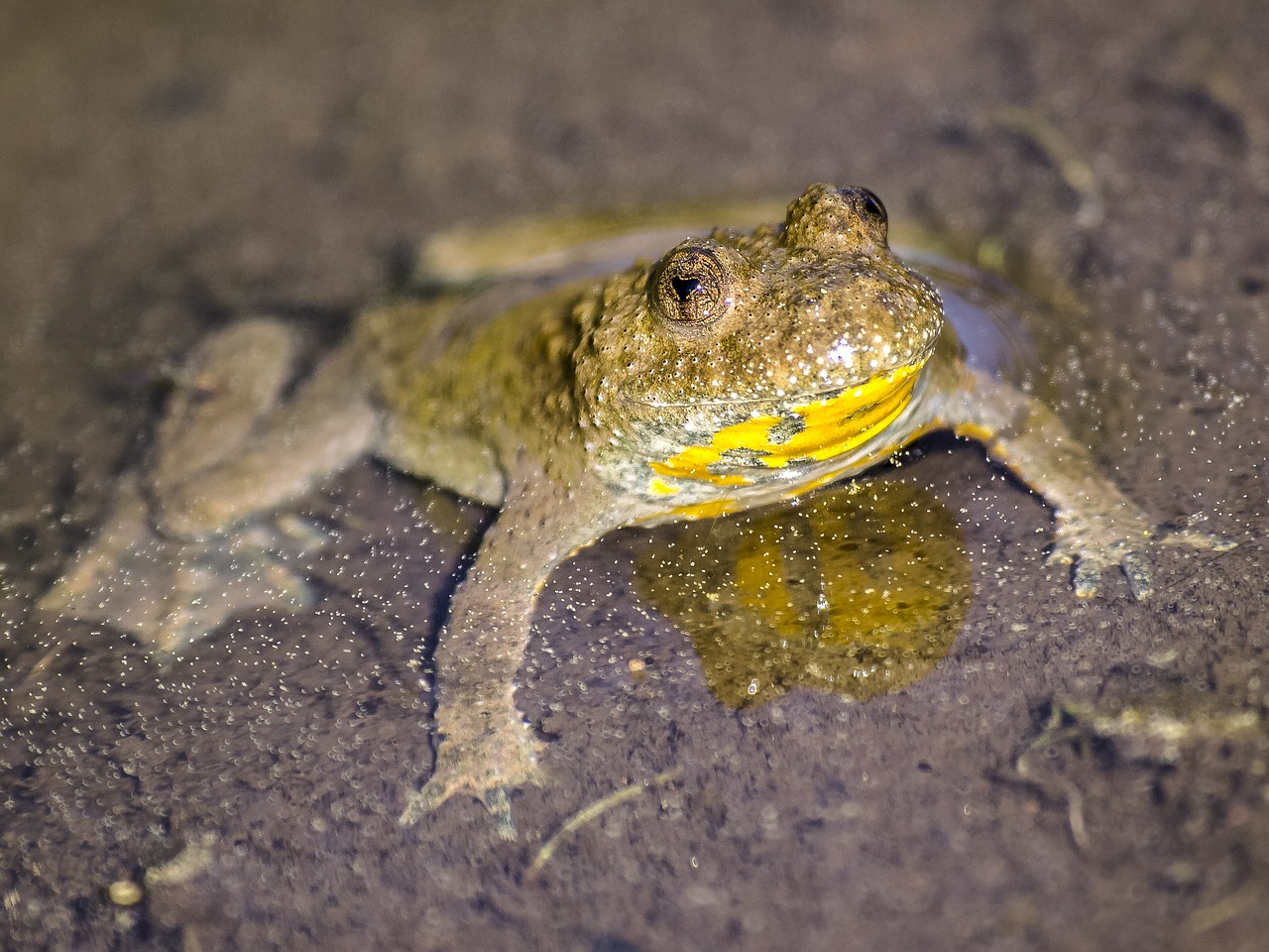 Image - yellow bellied toad toad amphibians