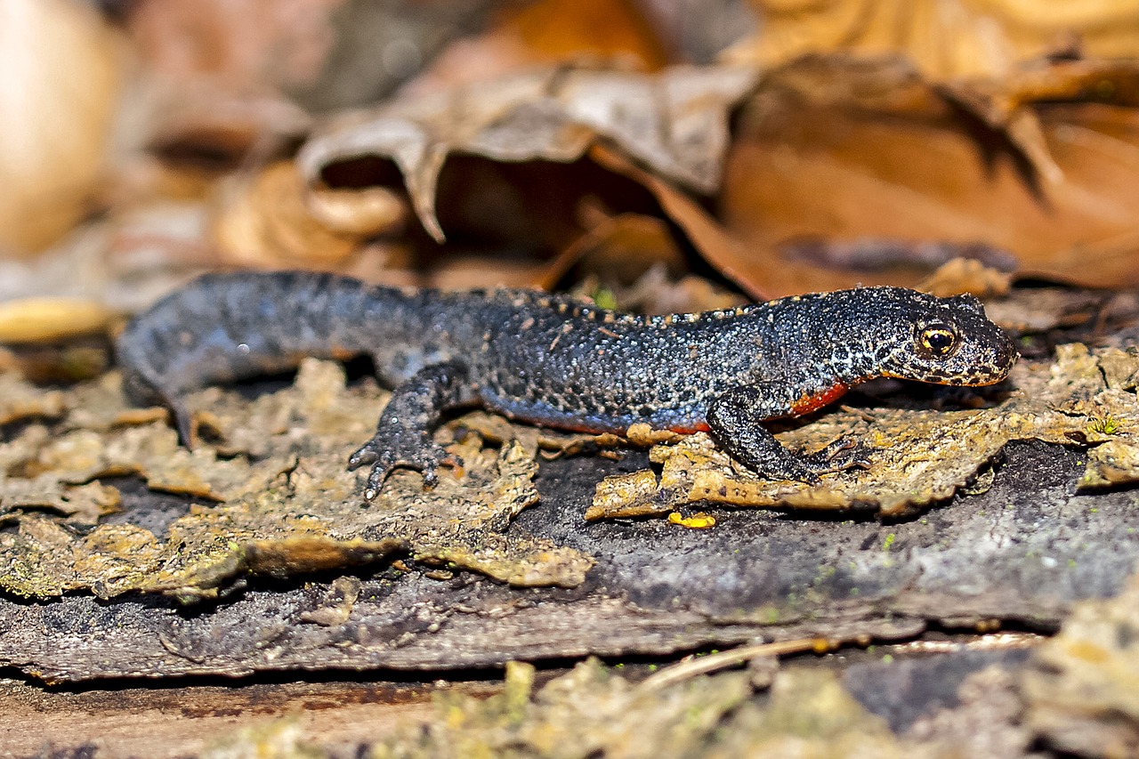 Image - alpine newt newt amphibians nature