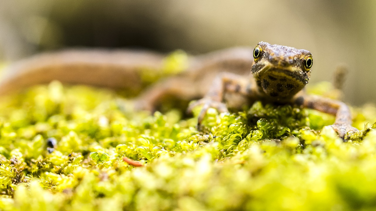 Image - pond pig newt amphibians nature