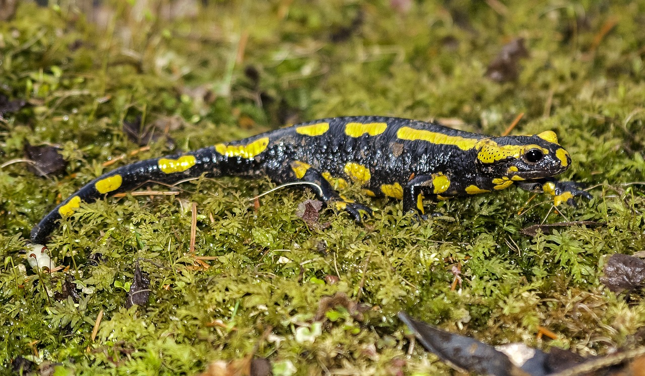 Image - salamander fire salamander