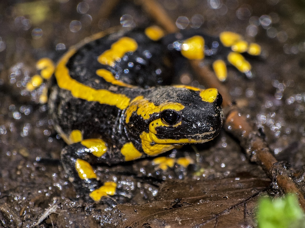 Image - salamander fire salamander