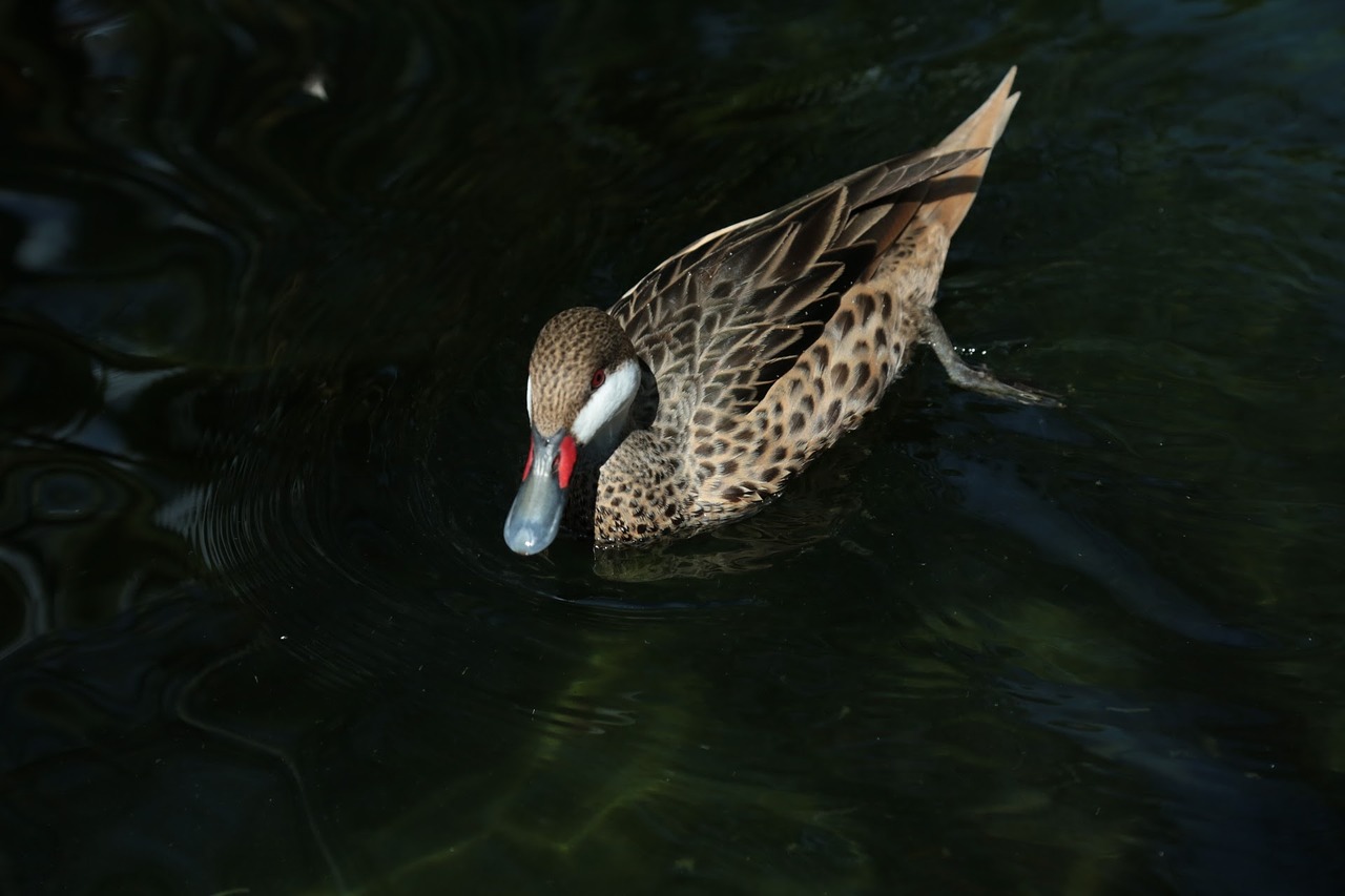 Image - duck float alone water nature