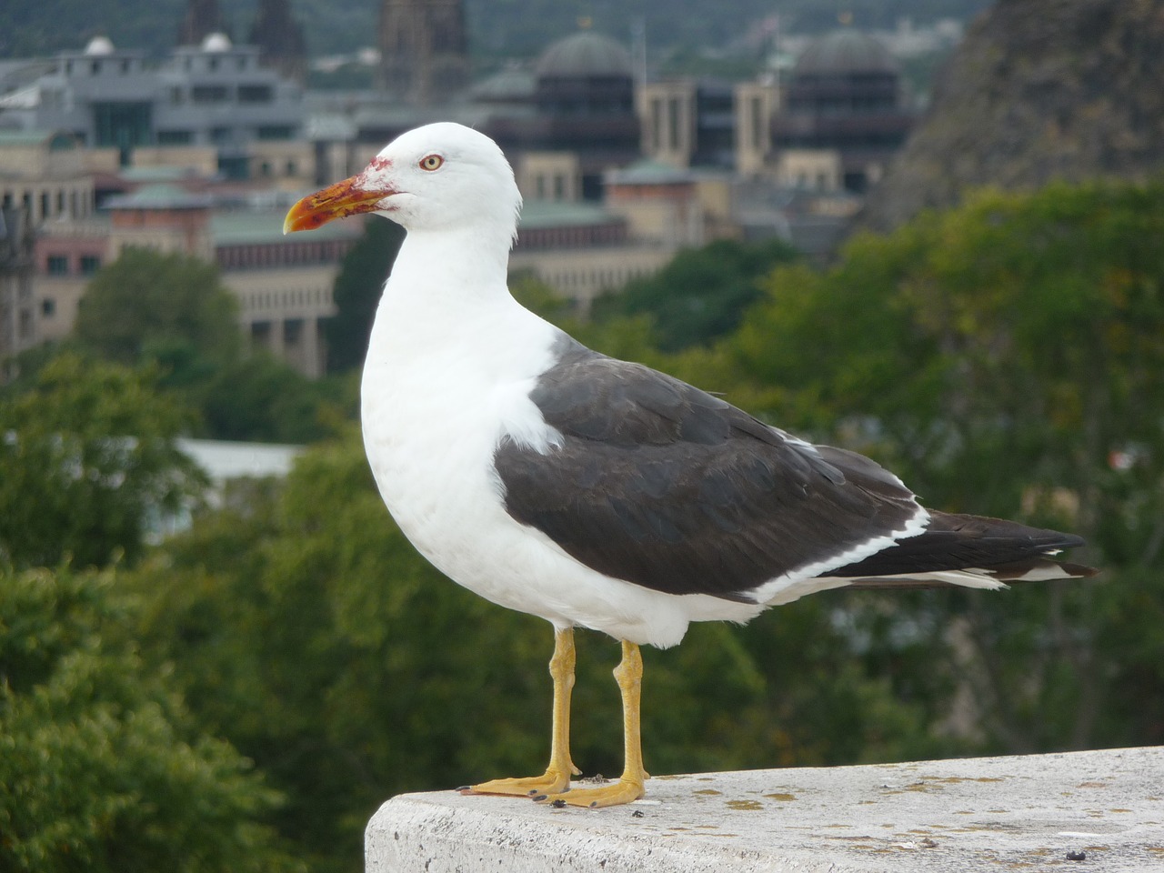 Image - seagull watch sea costa