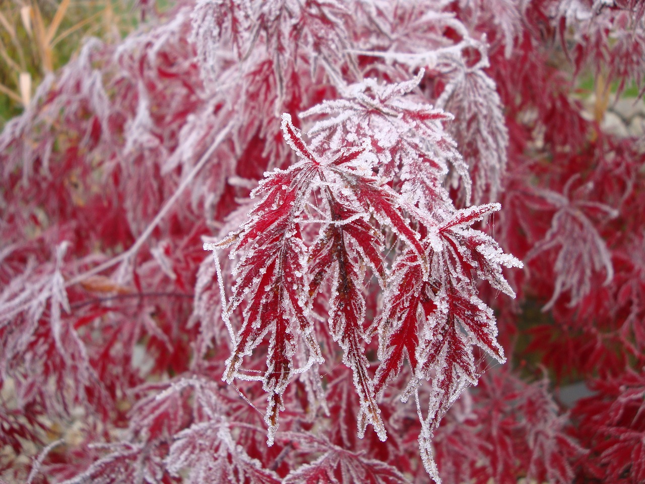 Image - maple trees winter