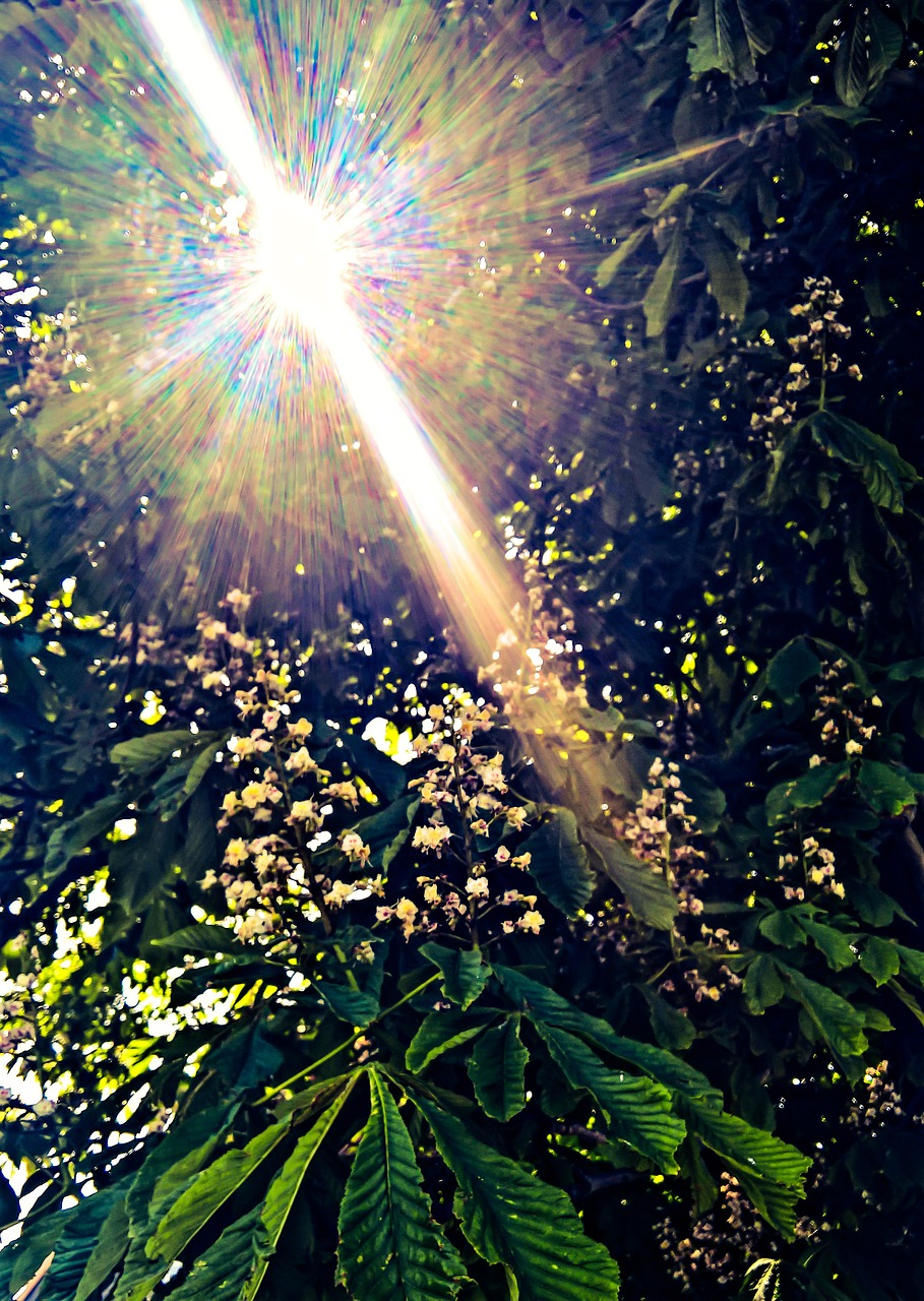 Image - nature chestnut tree spring