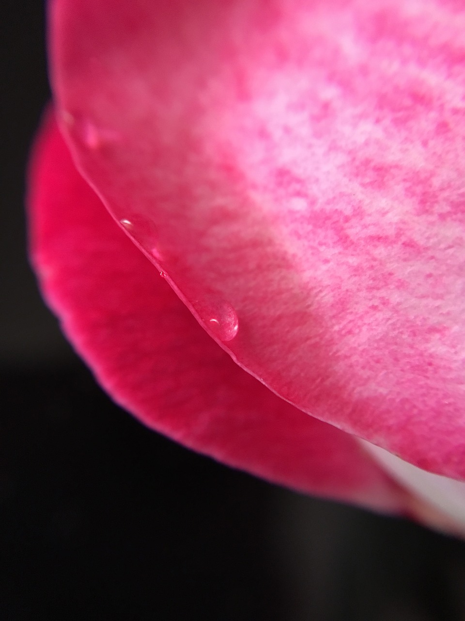 Image - petal drop rain rosa rose petals