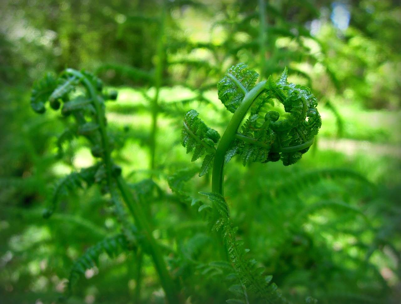 Image - fern palm fern young leaves shoots