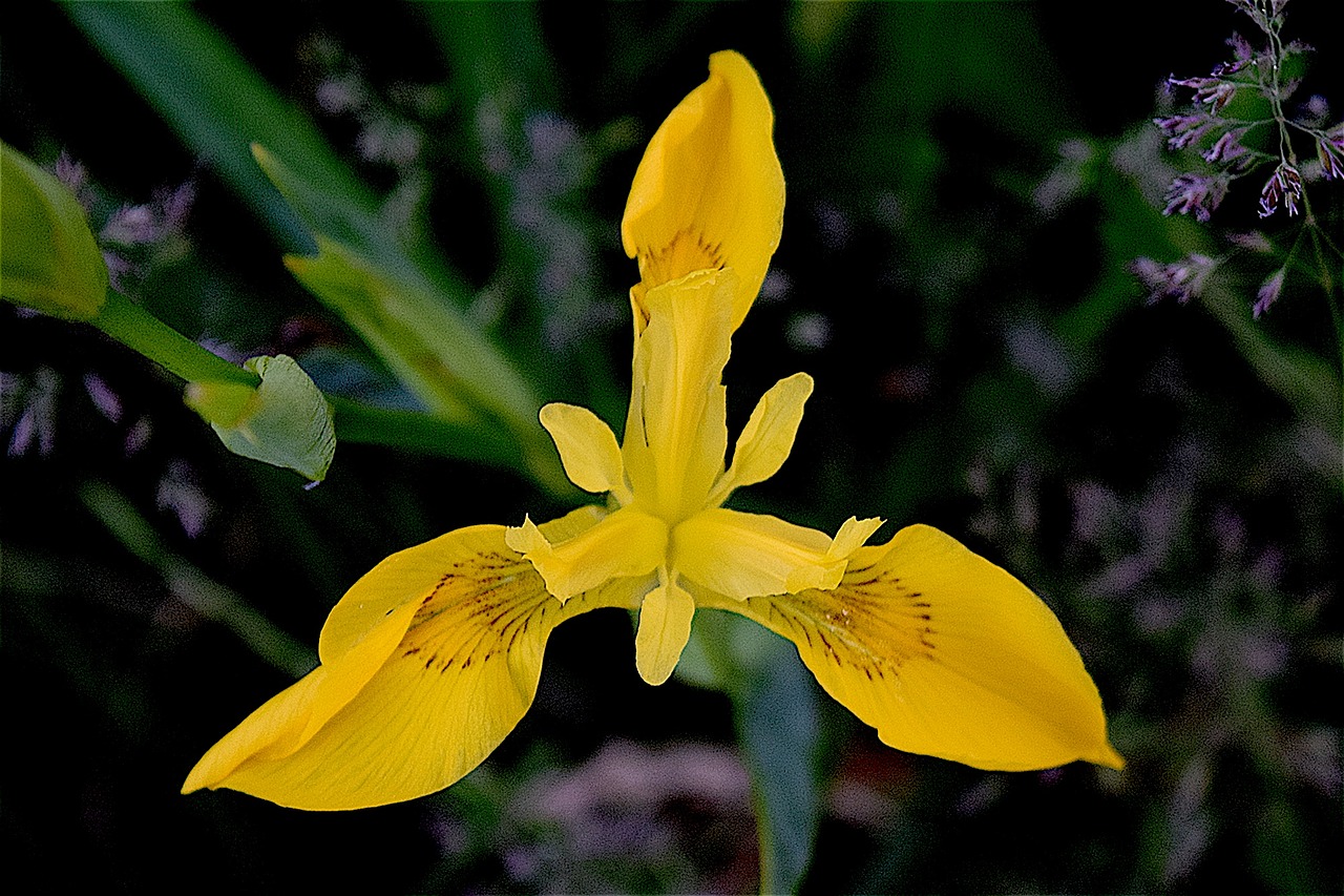 Image - iris yellow flower spring nature