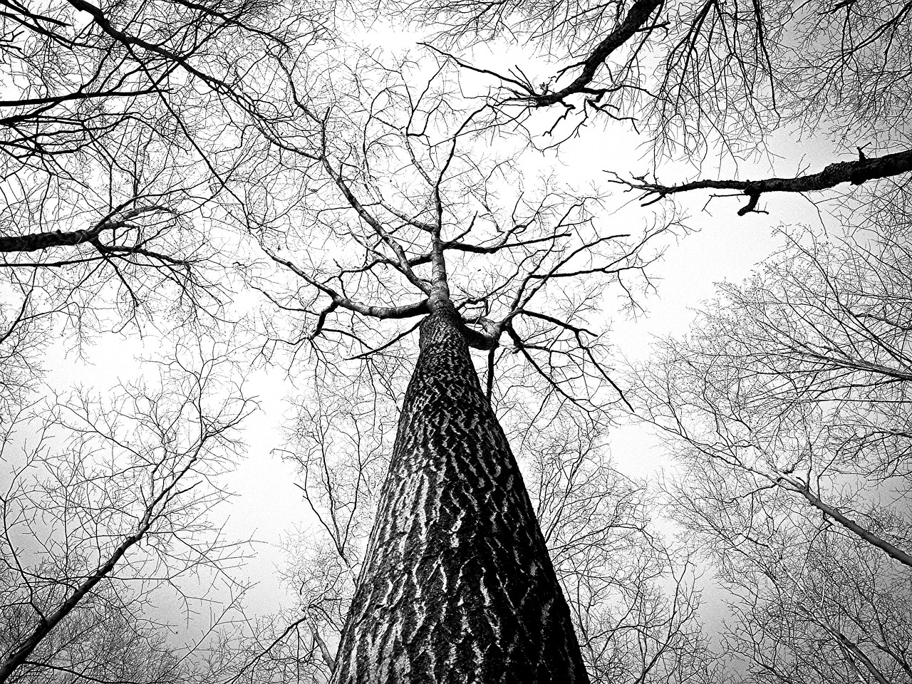 Image - branches tree twigs bark high