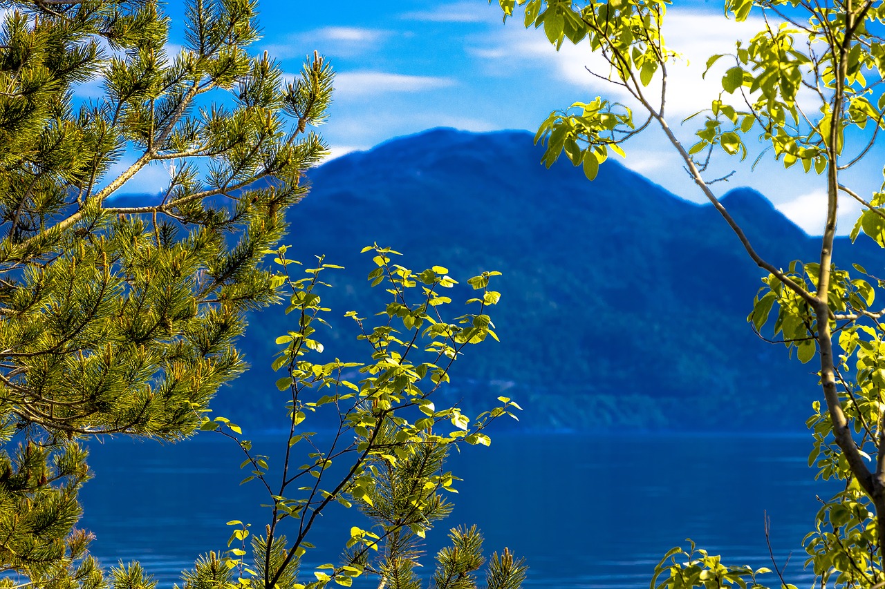 Image - forest tree foliage nature green