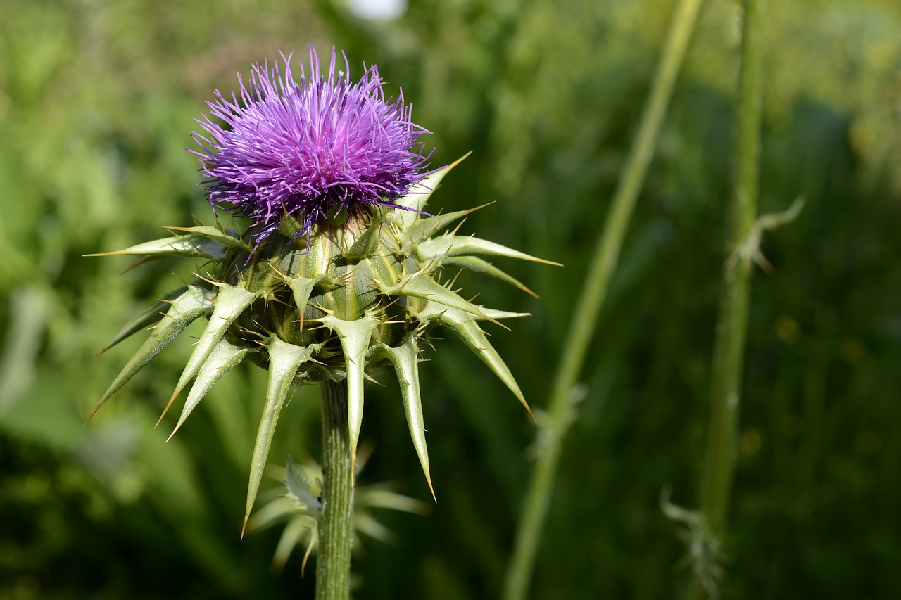 Image - milk thistle plant nature thistle