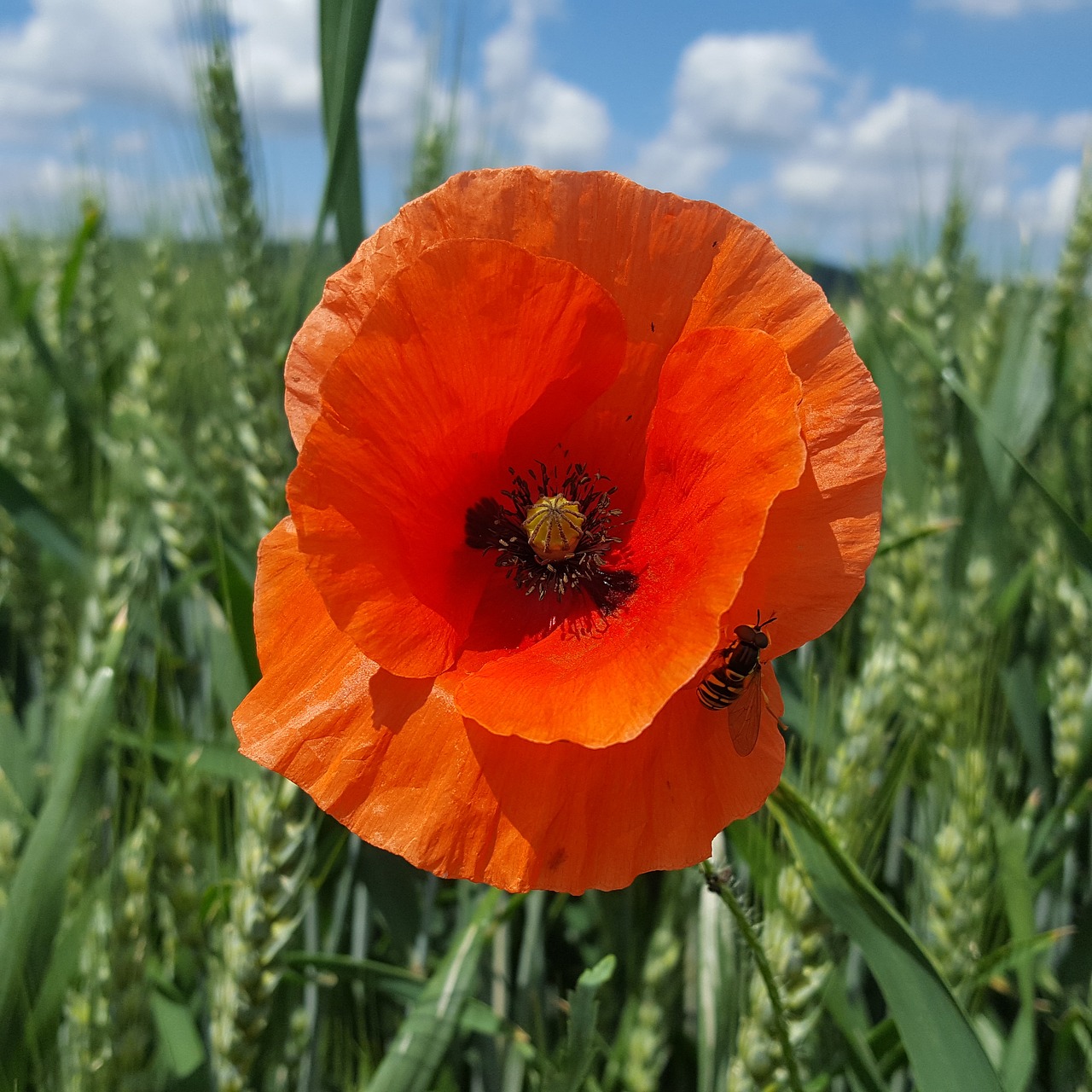 Image - poppy red bee fly insect flower