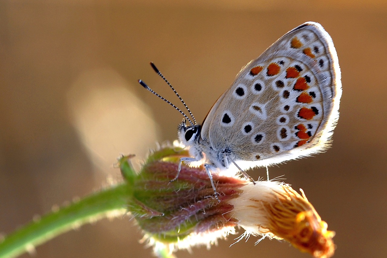 Image - butterflies very eyes brown ankara