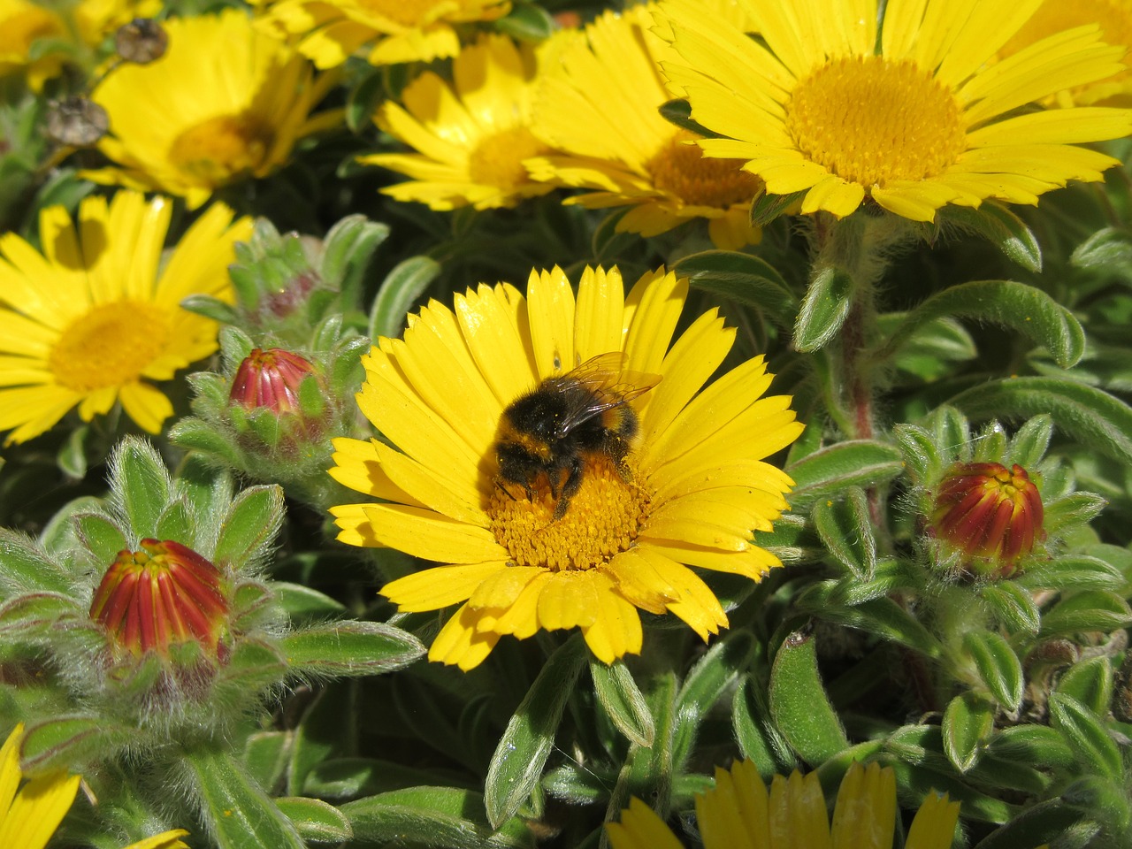 Image - flower bee daisy yellow summer