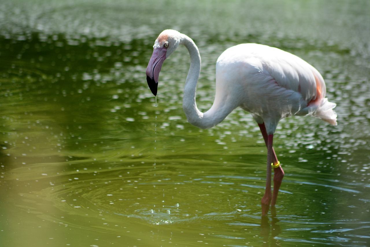 Image - flaming water zoo bird nature