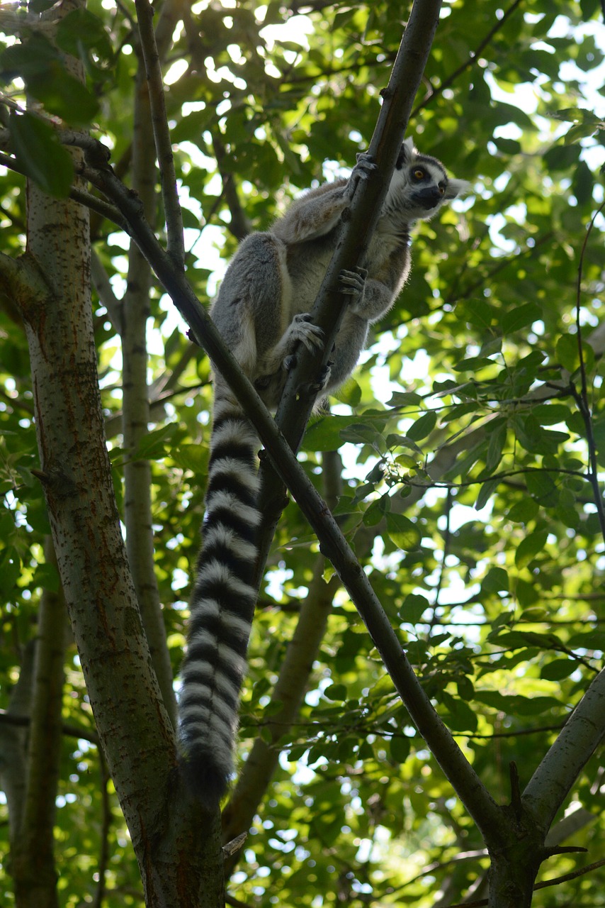 Image - lemur forest tree animal zoo