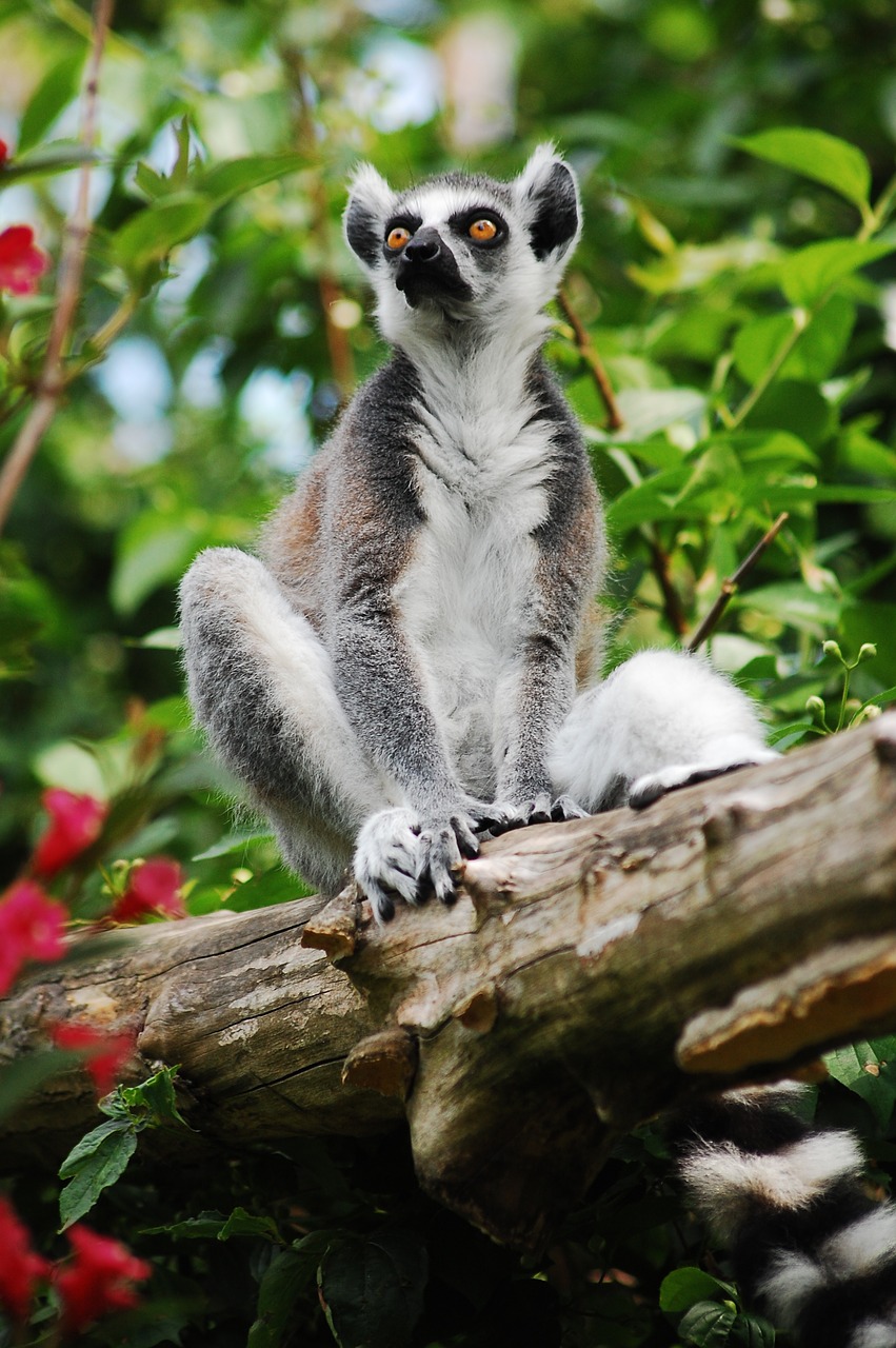 Image - lemur sitting zoo clear