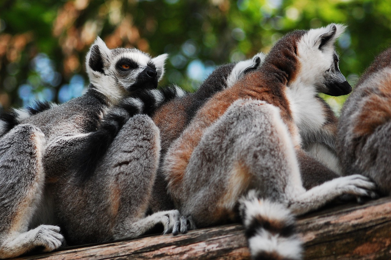 Image - lemur sitting zoo clear