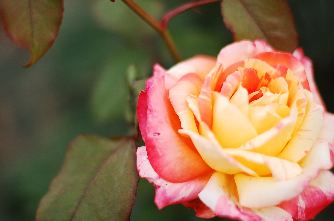 Image - rose flower tea red roses