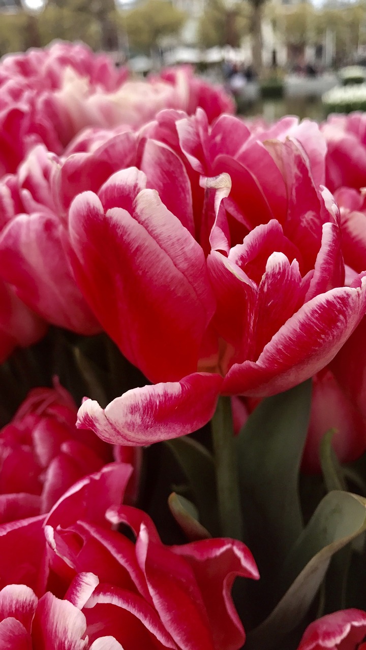 Image - view flowers plant tulip red