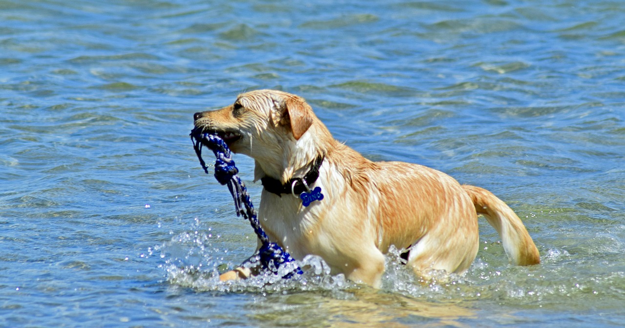 Image - dog bathing in the sea retrieve