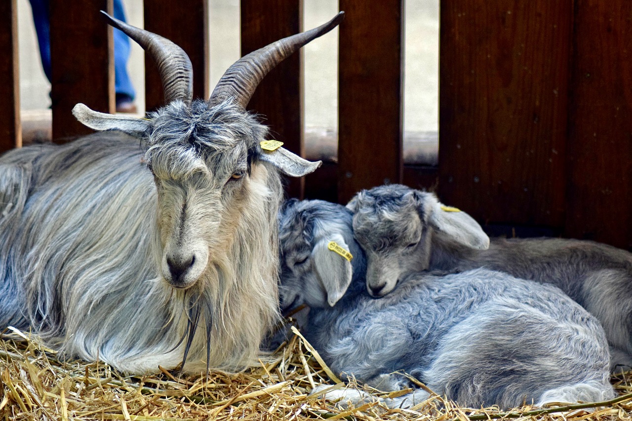 Image - tajik wool goat goat with young