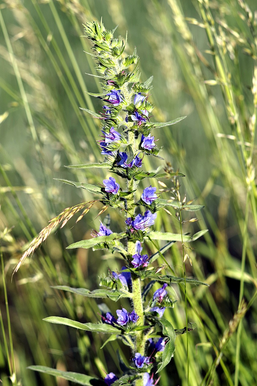 Image - flower grasshopper blue corn weed