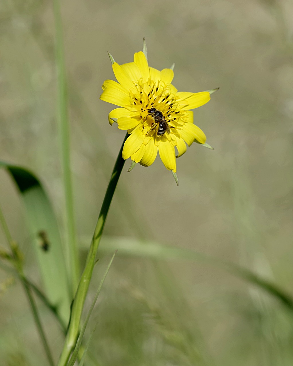 Image - flower bee yellow vertically green