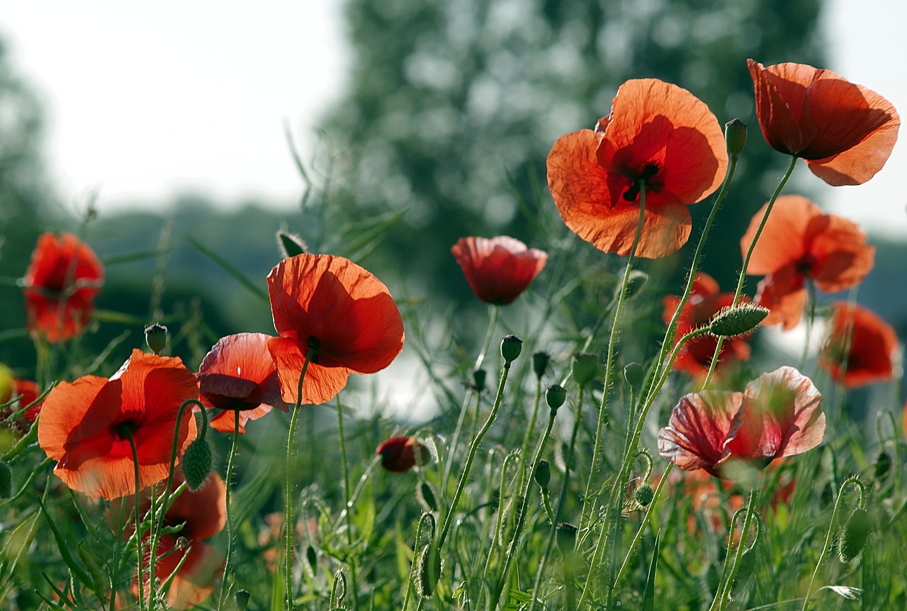 Image - poppies red the beasts of the field