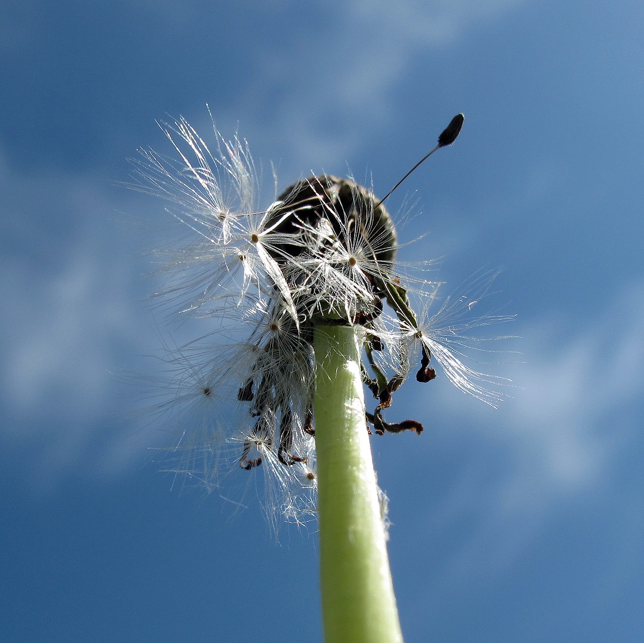 Image - dandelion low angle shot close