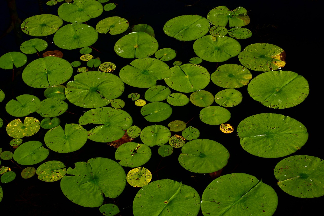 Image - lotus water lily dahlia anemone