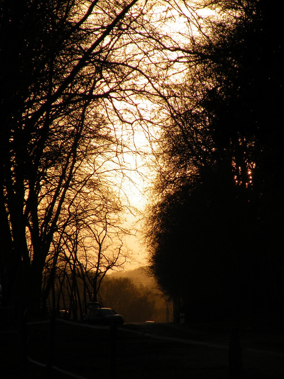 Image - sunset light tree fall trees fog