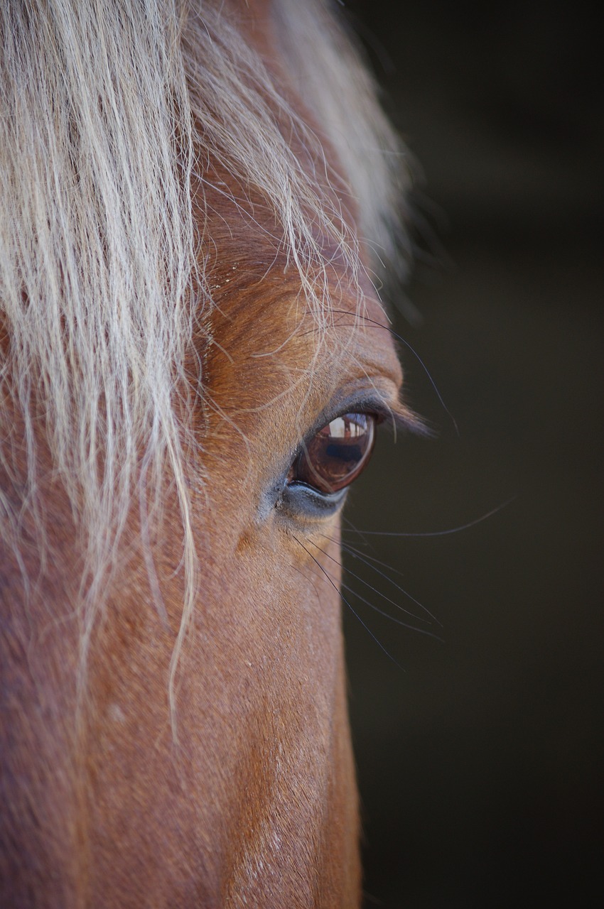 Image - look horse half line head close up