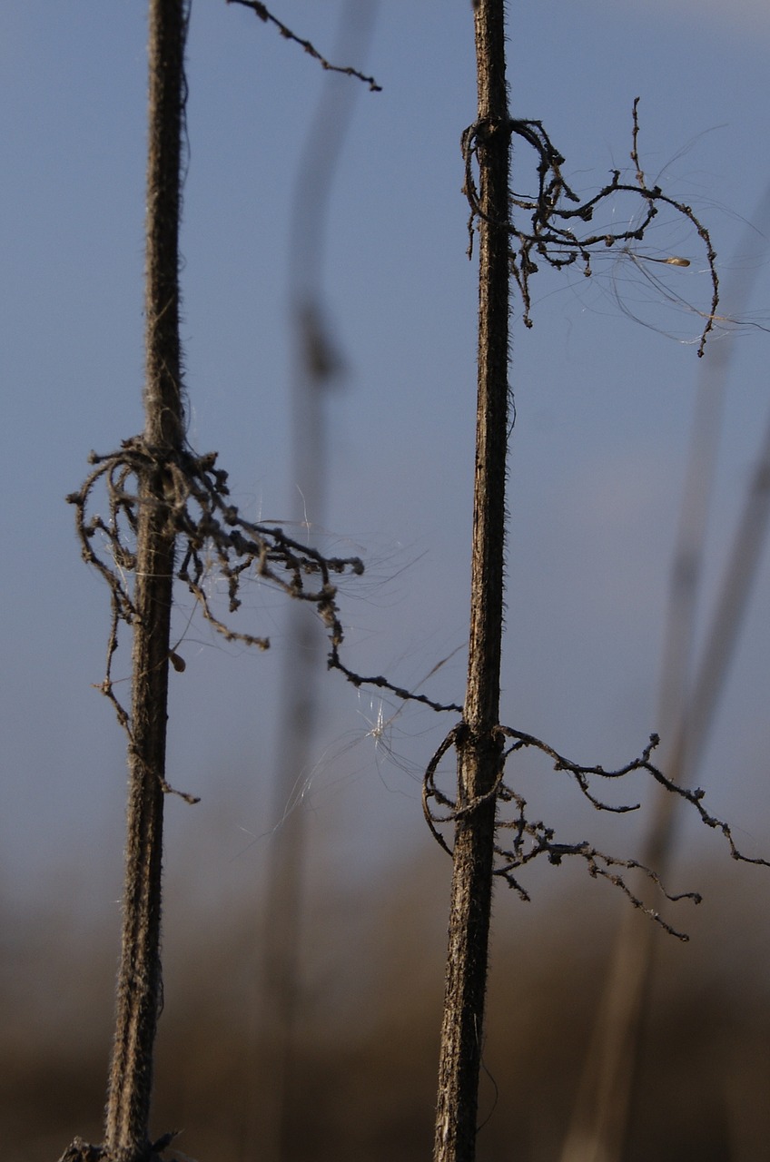 Image - mystery plant the stem gray