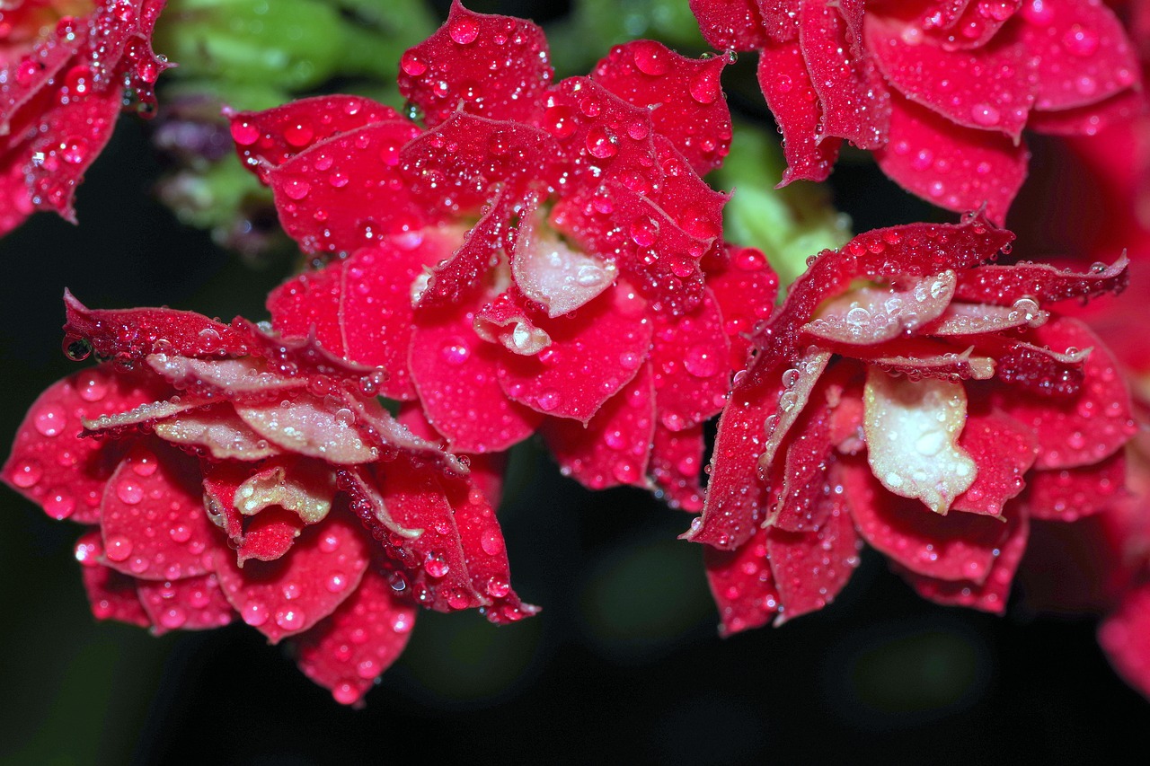 Image - rosa drops flower raspberry red