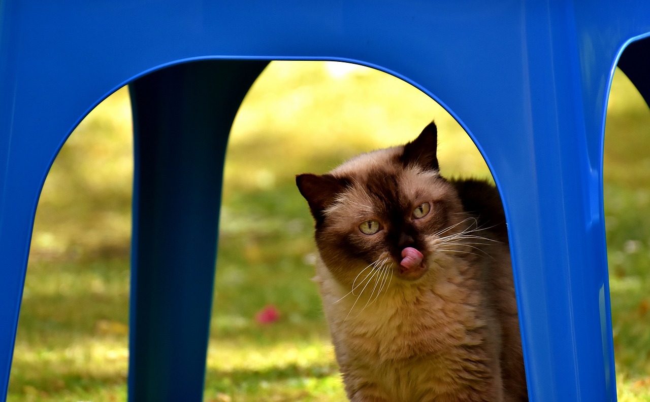 Image - british shorthair cat thoroughbred