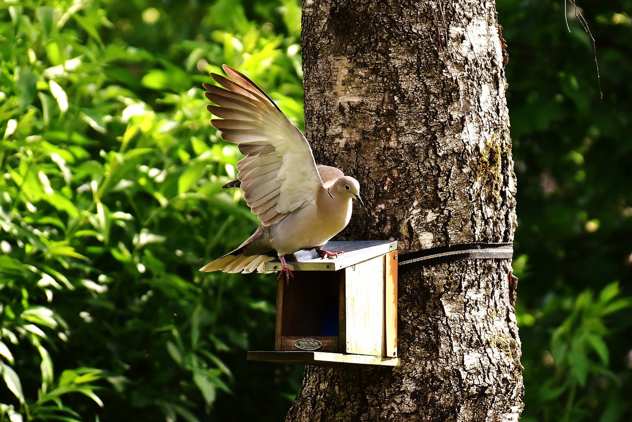 Image - dove bird food birds feather