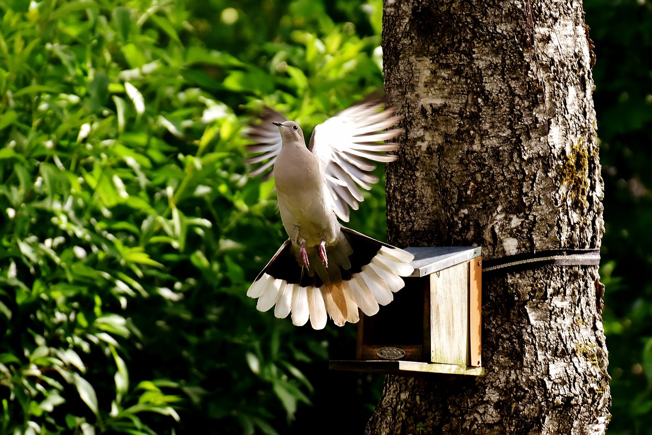 Image - dove bird food birds feather